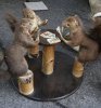 squirrels%20playing%20poker[1].jpg