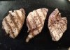 Grilled Tiuna.JPG