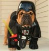 Dog Vader.jpg