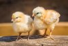 chicks.jpg