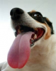 dog with long tongue.png dog with long tongue.png