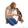 young-woman-mixed-breed-dog-cute-shaking-hand-kissing-pretty-girl-44439533.jpg
