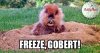 FreezeGobert.jpg