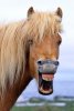 smiling-icelandic-horse1.jpg