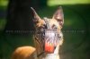 Belgian-Malinois-Painted-Flames-Muzzle-big.jpg
