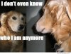 i-dont-even-know-how-i-am-anymore.jpg i-dont-even-know-how-i-am-anymore.jpg
