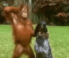 orangutan-dog-best-friends-falls-backwards-drunk-14004411097.gif