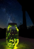 fireflies.png
