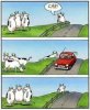 cow car.jpg