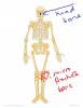 human-skeleton-for-labeling2.jpg