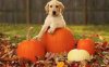 Pumpkin dog.jpg