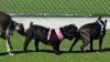 dog 3 way.jpg dog 3 way.jpg