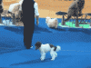 Dog-Flips-During-Halftime-Show.gif