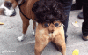 dog_halloween_costume-7057__605.gif