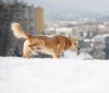Dog-peeing-in-snow-iStock_000028196328-335lc012914.jpg