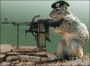squirrel with gun.jpg