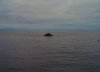 Humpback Whale feeding close Portside.JPG