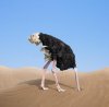 scared-ostrich-burying-its-head-sand-concept-44635526.jpg