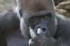 gorilla picking nose.png