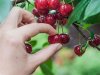 cherries.jpg