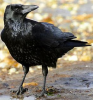 crow.png