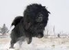 TB Mastiff.jpg TB Mastiff.jpg
