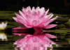 lotus.gif