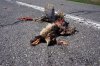 dead road kill.jpg