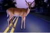 deer.png