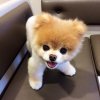 boo-pomeranian-1.jpg