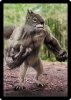 squirrel on steroids.jpg