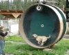 dog in a wheel.jpg dog in a wheel.jpg