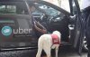 dog in uber.jpg dog in uber.jpg