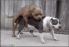 DogHumpBarf.gif DogHumpBarf.gif