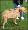 peace_pitbulls.jpg