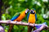 Two-parrots-talking-to-each-other.jpg