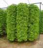 vertical garden 2.jpg