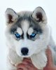 _ GORGEOUS HUSKY, BEAUTIFUL MARKINGS & EYES, OF….jpeg