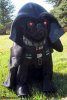 bark_vader.jpg bark_vader.jpg