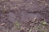 Bigfoot.jpg Bigfoot.jpg