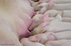 sow feeding piglets.jpg