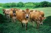 jersey cows.jpg