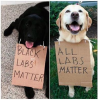 blacklabs.png