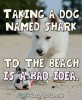 taking-a-dog-named-shark-to-the.jpg