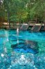 springs-in-florida-ginnie-springs-paddle-board-683x1024.jpg