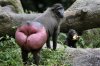 hugechimpbutt.jpg hugechimpbutt.jpg