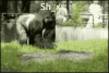 tenor (11).gif tenor (11).gif