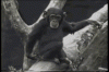 tenor (12).gif tenor (12).gif
