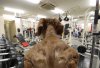 buff-dog-2.jpg buff-dog-2.jpg