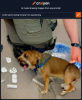 craiyon_161925_border_patrol_seizing_fentanyl_from_slypokerdog_br_.png